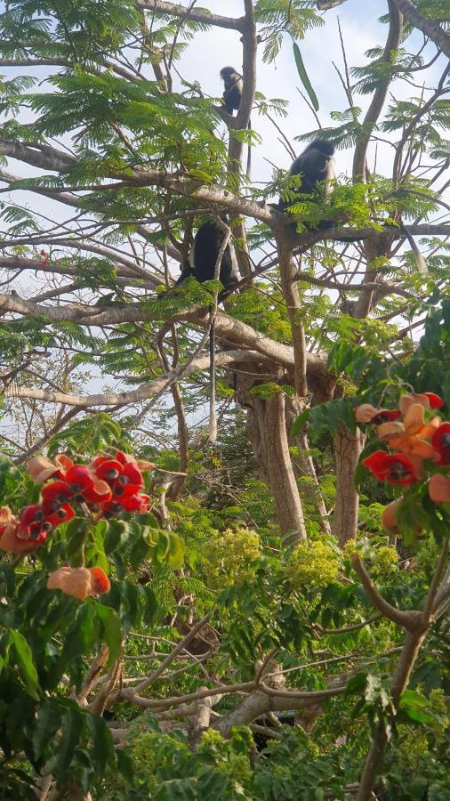 Kwale Mami Wata House Bed & Breakfast エクステリア 写真